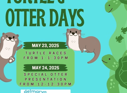 World Turtle Day Celebration